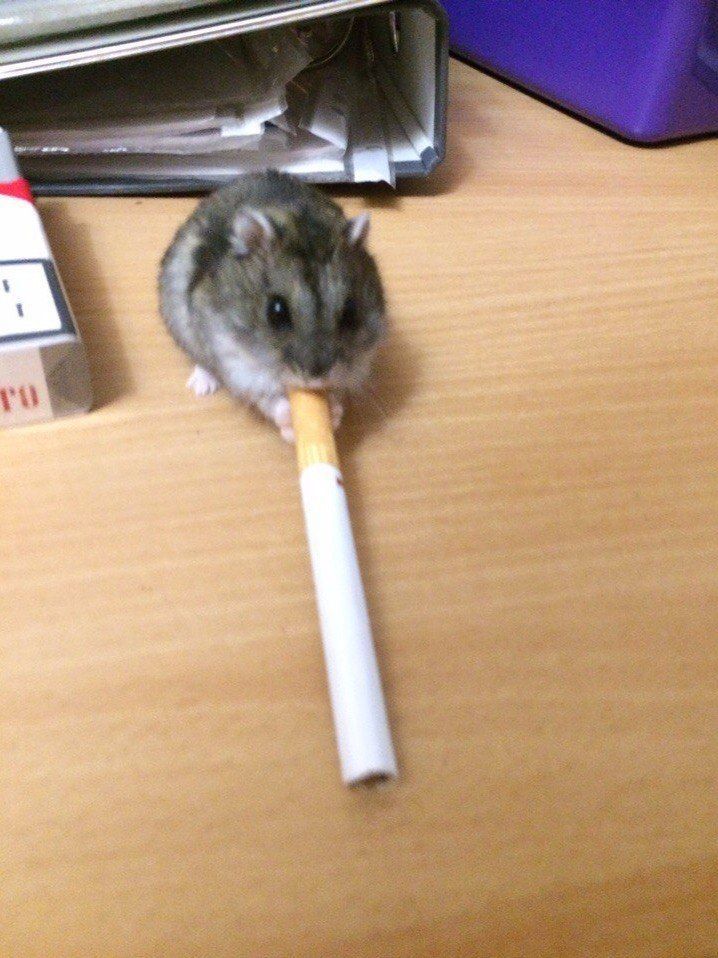 Test Addonu